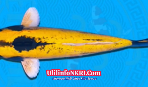 Mengenal Ikan Hias Asli Sukabumi: Domas, Si “Banana Fish” yang Sarat Makna