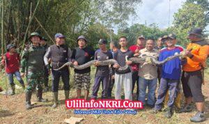 Kerja Bakti Ketua DPRD Berujung Temuan Sanca, Lahan Lama Tak Terurus