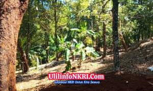 Dari Alam ke Pasar Potensi Kebun Kecamatan Cikakak Sukabumi Tingkatkan Kesejahteraan