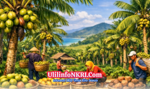 Dari Santan hingga Minyak, Kelapa Desa Cibodas Jadi Berkah Ekonomi Sukabumi